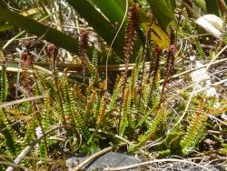 Blechnum penna-marina subsp. alpina. Mature plants with fertile fronds longer than the sterile.
 Image: L.R. Perrie © Te Papa CC BY-NC 3.0 NZ